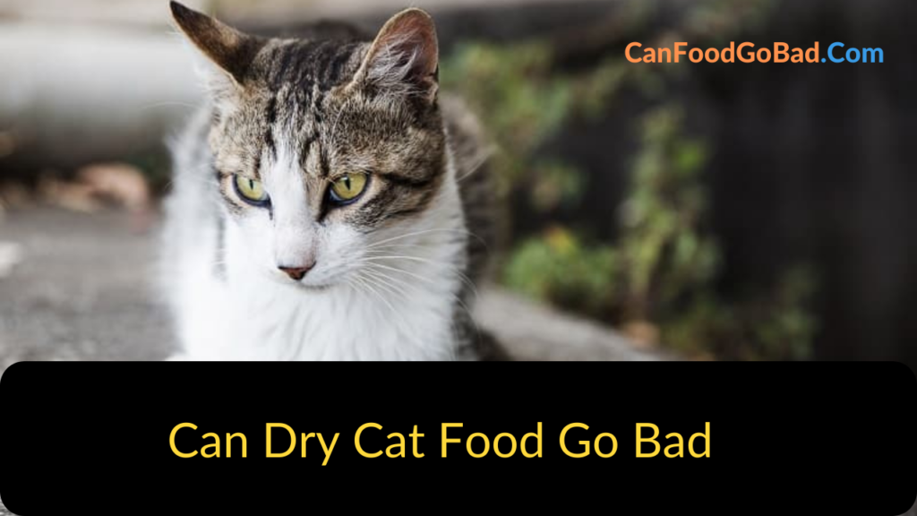 Does Dry Cat Food Go Bad? Tips & Tricks To Store Your Cat Food Fresh